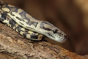 Captive Snake Photography Imprime: Diamond python