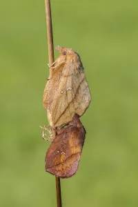 European Lepidopteran Species Imprime: The Drinker moth (Euthrix potatoria)