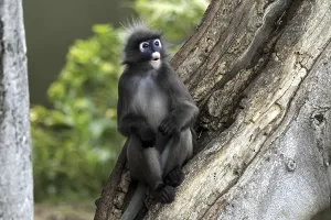 Old World Primates Imprime: Dusky Leaf Monkey (Trachypithecus obscurus)