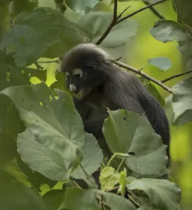 Old World Primates Imprime: Dusky leaf monkey (Trachypithecus obscurus)