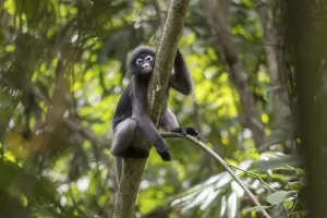 Central Thailand Nature Reserve Imprime: Dusky leaf monkey (Trachypithecus obscurus)