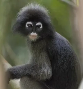 Nature Conservation Area Southeast Asia Imprime: Dusky leaf monkey (Trachypithecus obscurus)