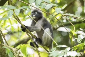 Central Thailand Nature Reserve Imprime: Dusky leaf monkey (Trachypithecus obscurus)