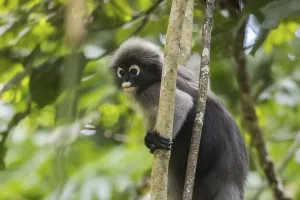 Central Thailand Nature Reserve Imprime: Dusky leaf monkey (Trachypithecus obscurus)