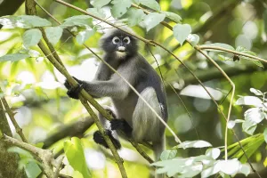 Central Thailand Nature Reserve Imprime: Dusky leaf monkey (Trachypithecus obscurus)