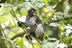 Central Thailand Nature Reserve Imprime: Dusky leaf monkey (Trachypithecus obscurus)