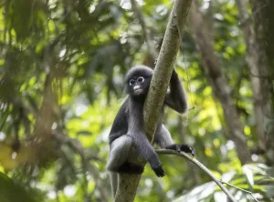 Central Thailand Nature Reserve Imprime: Dusky leaf monkey (Trachypithecus obscurus)