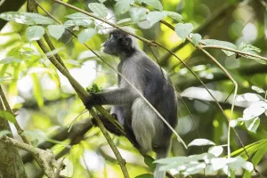 Central Thailand Nature Reserve Imprime: Dusky leaf monkey (Trachypithecus obscurus)