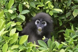 Malaysian Wildlife Images Imprime: Dusky leaf monkey (Trachypithecus obscurus)