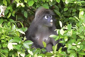 Travel Photography Malaysia Imprime: Dusky leaf monkey (Trachypithecus obscurus)
