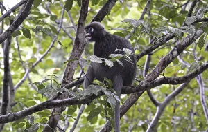 Animal Feed And Ingestion Imprime: Dusky leaf monkey (Trachypithecus obscurus)