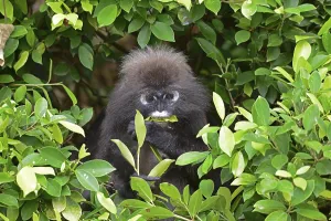 Malaysia Travel Photography Imprime: Dusky leaf monkey (Trachypithecus obscurus)