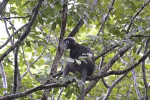 Malaysia Travel Photography Imprime: Dusky leaf monkey (Trachypithecus obscurus)