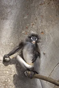 Captive Monkey Photos Imprime: Dusky Leaf Monkey (Trachypithecus obscurus)