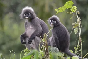 Catarrhine Primate Species Imprime: Dusky leaf monkey (Trachypithecus obscurus)