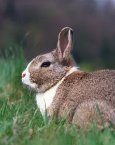 Lagomorpha Mammal Species Imprime: Dwarf Rabbit, Dwarf Rabbit
