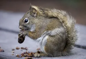 Rodent Foraging Behavior Imprime: Eastern gray squirrel (Sciurus carolinensis)