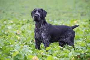 Hunting Dog Images Imprime: German wirehaired pointer