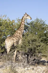 Namibia Africa Imprime: Giraffe (Giraffa camelopardalis)