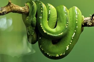 Constrictor Snake Species Imprime: Green tree python (Chondropython viridis)