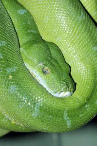 Deserted Nature Landscape Imprime: Green Tree Python (Chondropython viridis)