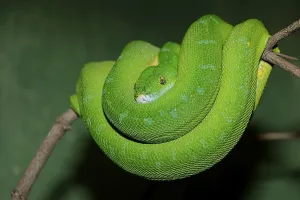 Green Tree Python Imprime: Green Tree Python (Chondropython viridis)