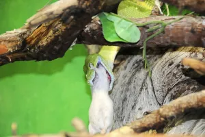 Green Tree Python Imprime: Green tree python (Chondropython viridis)