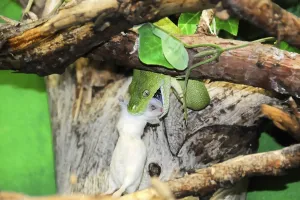 Zoo Animals Germany Imprime: Green tree python (Chondropython viridis)