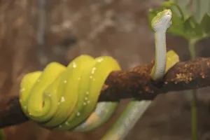 Reptile Fauna Imprime: Green tree python (Chondropython viridis), captive