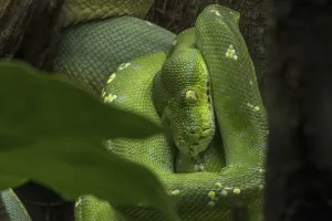 Australian Snakes Imprime: Green tree python (Morelia viridis) (Python viridis) curled up in tree