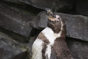 African Penguin Habitat Imprime: Humboldt Penguin
