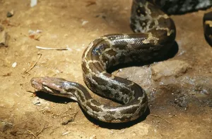 La pitón de roca de la India (Python molurus), India.