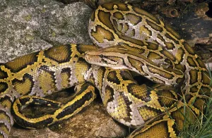Impresión enmarcada : INDIAN Serpiente de la India (python molurus) Impresión enmarcada : INDIAN Serpiente de la India (python molurus)