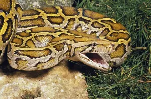 Aggressive Snake Behavior Imprime: Indian python (python molurus)