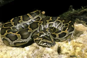 Pitón indio (python molurus)