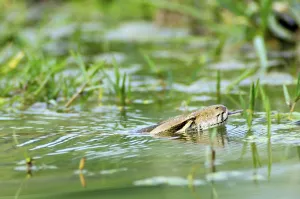 La serpiente de la India (Python molurus)