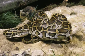 Scaled Reptile Pictures Imprime: Indian Python (python molurus)