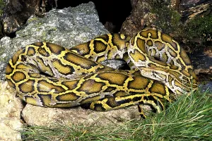Pitón indio (Python molurus)