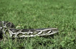 Constrictor Snake Species Imprime: Indian python (python molurus)