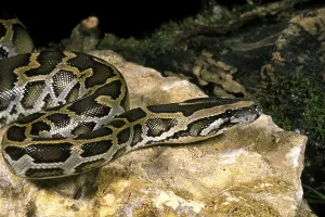 Constrictor Snake Species Imprime: Indian python (python molurus)