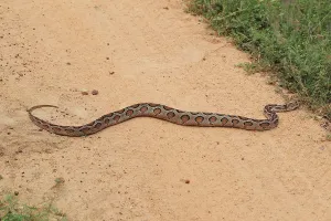 Constrictor Snake Species Imprime: Indian python (Python molurus)