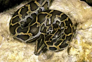 Constrictor Snakes Imprime: Indian python (python molurus)