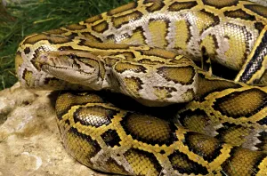 Wild Animal Protection Imprime: Indian python (python molurus), adult