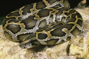 Wild Animal Photography India Imprime: Indian python (python molurus), adult on rock