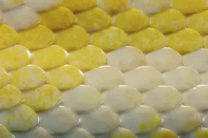 Impresión enmarcada : Pitón indio (Python molurus bivittatus)