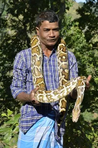 Scaled Reptiles In Nature Imprime: Indian python (Python molurus) Sri Lanka