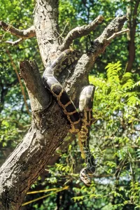Constrictor Snake Species Imprime: Indian Rock Python (Python molurus) captive