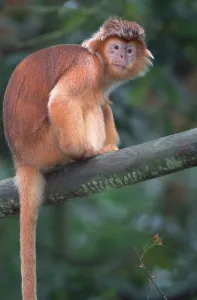 Primate Animal Imprime: Java langur (Trachypithecus auratus auratus)