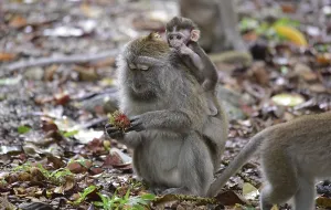 Long Tailed Macaque Imprime: Java monkey (Macaca fascicularis)