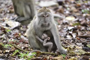 Long Tailed Macaque Imprime: Java monkey (Macaca fascicularis)